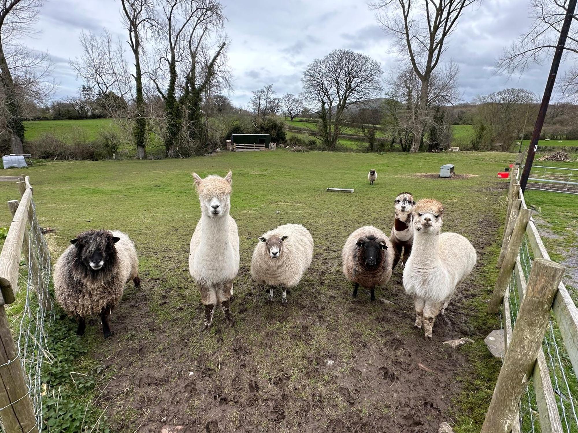 Dwylig Isa Holiday Cottages Rhuddlan Esterno foto